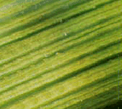 grass